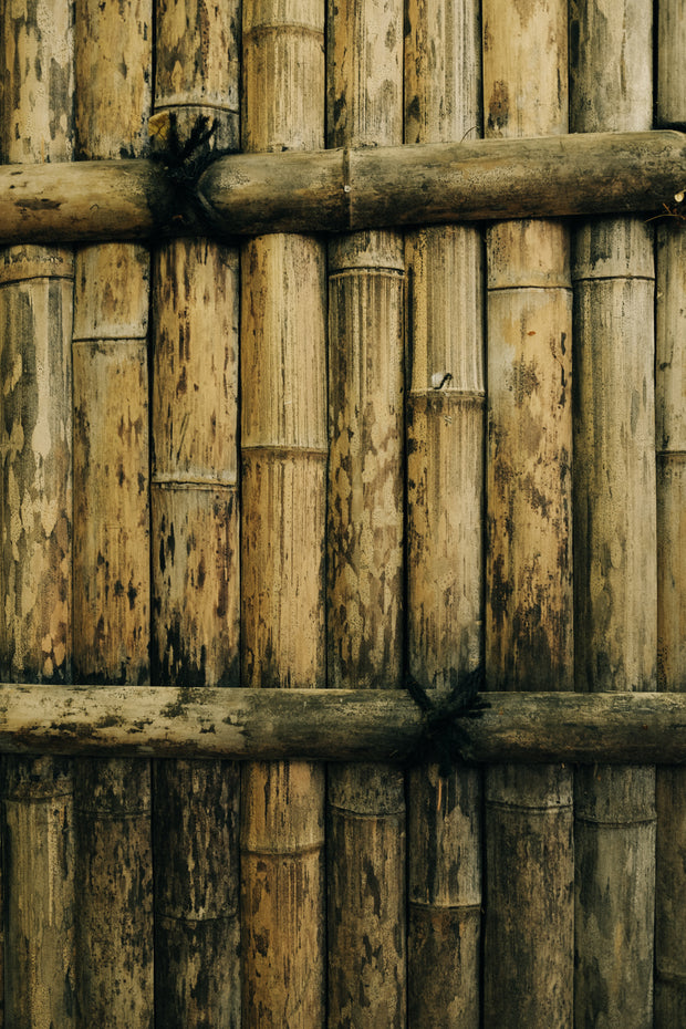 Bamboo