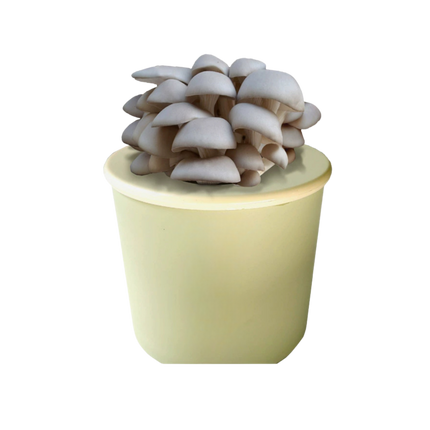 DIY Mushroom in a Pot Growth Kit