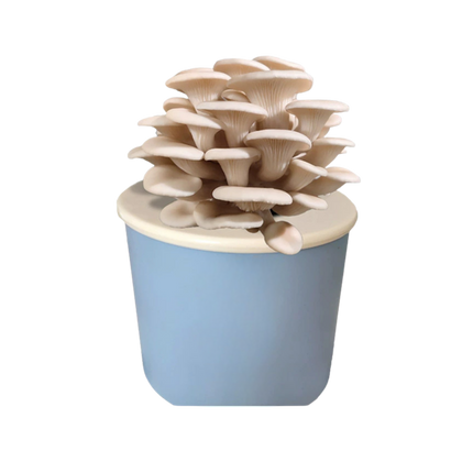 DIY Mushroom in a Pot Growth Kit