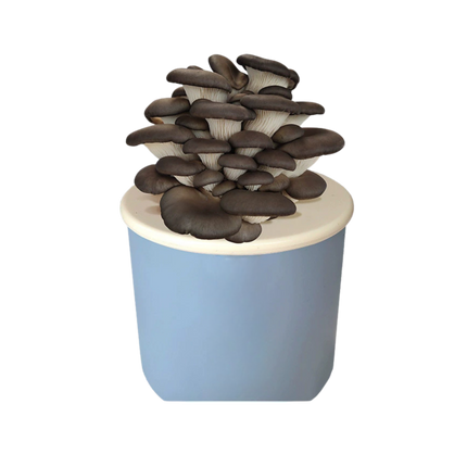 DIY Mushroom in a Pot Growth Kit