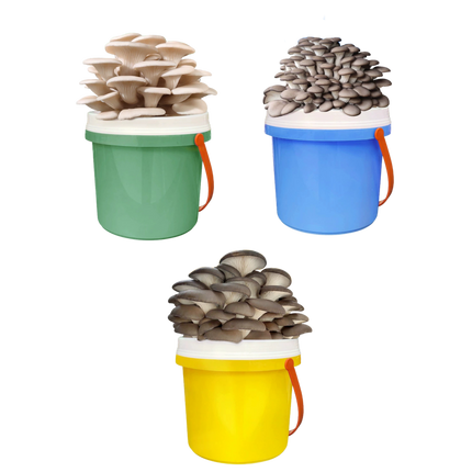 DIY Bucket Mushroom Growth Kit
