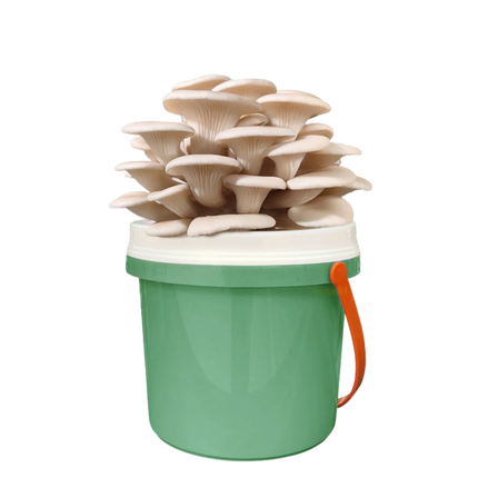 DIY Bucket Mushroom Growth Kit