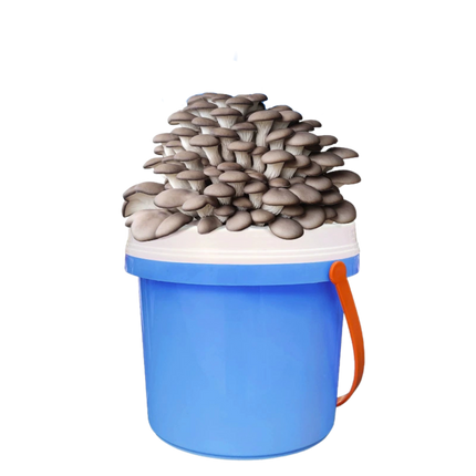 DIY Bucket Mushroom Growth Kit