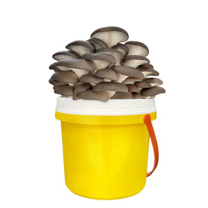 DIY Bucket Mushroom Growth Kit