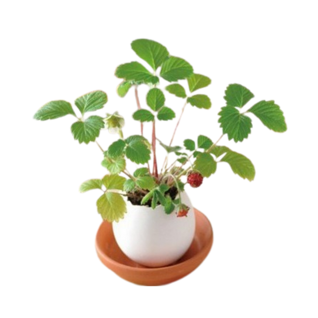 Small Egg Shell Potted Plant (Deliver in 4-6 weeks)