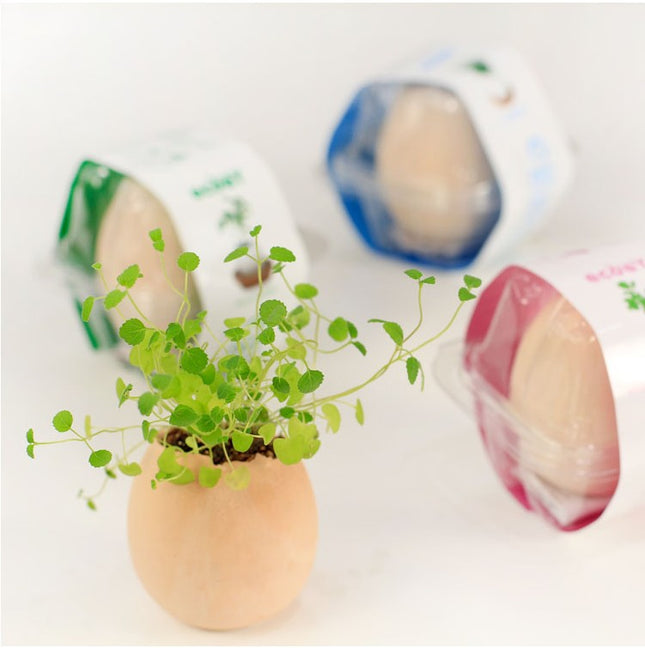 Small Egg Shell Potted Plant (Deliver in 4-6 weeks)