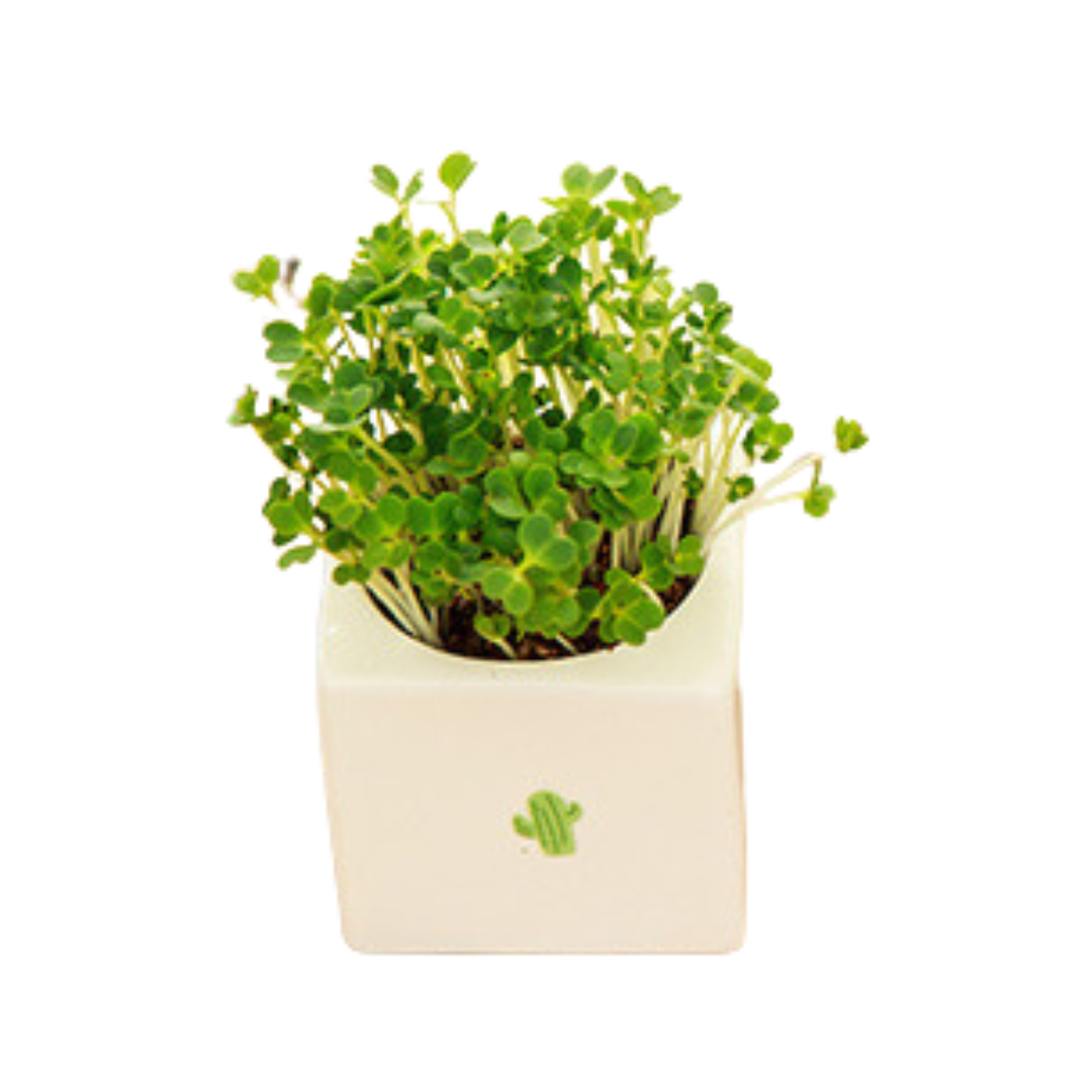 Ceramic Potted Plant