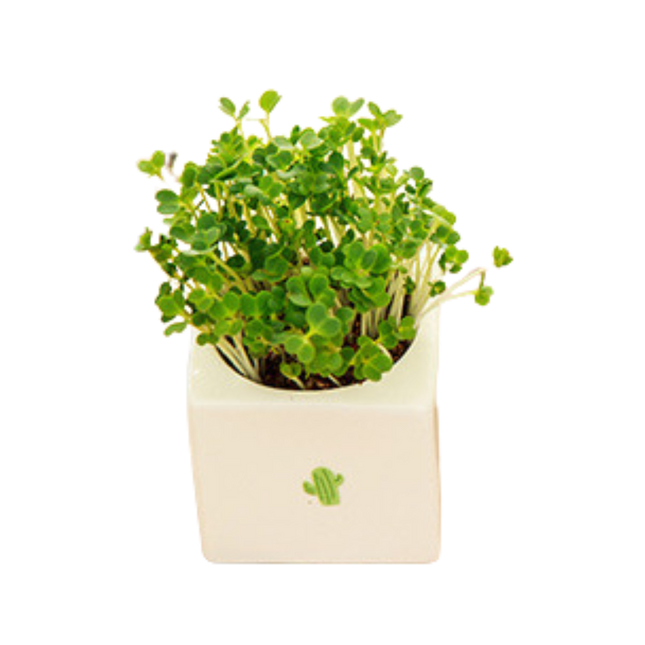 Ceramic Potted Plant (Deliver in 4-6 weeks)